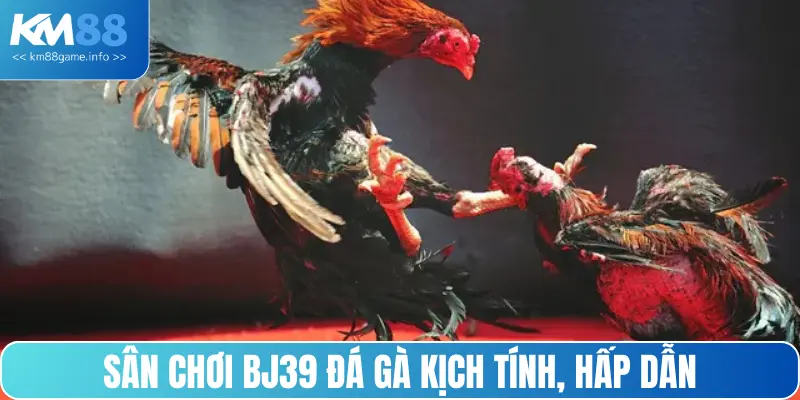 Sân chơi BJ39 đá gà kịch tính, hấp dẫn