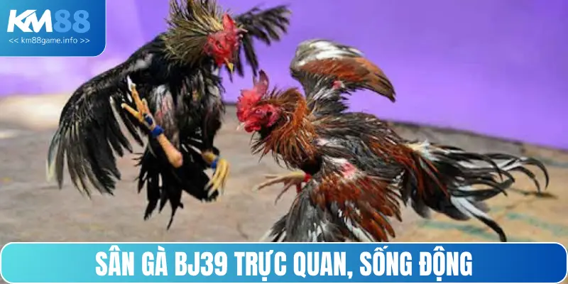 Sân gà BJ39 trực quan, sống động