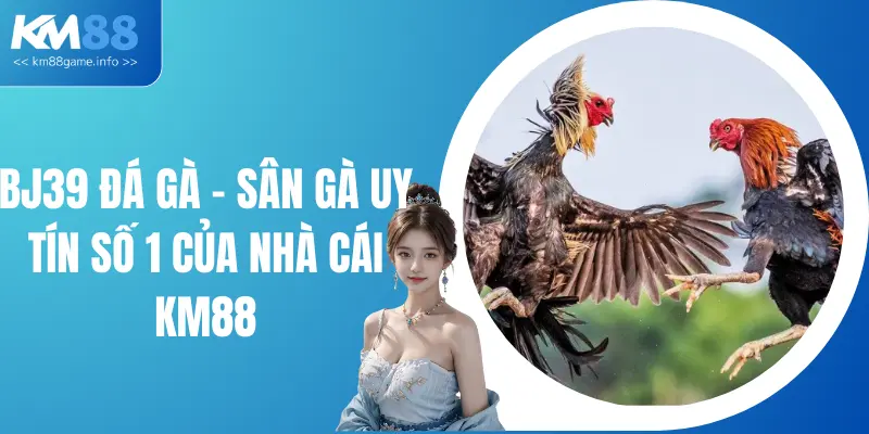 BJ39 Đá Gà - Sân Gà Uy Tín Hàng Đầu Của Nhà Cái KM88