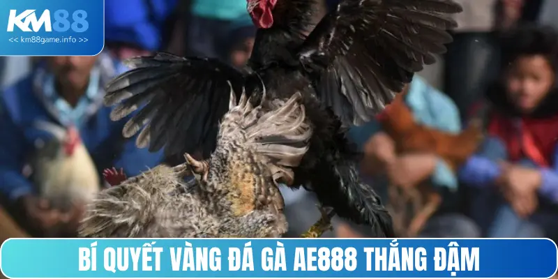 Bí quyết vàng đá gà AE888 thắng đậm