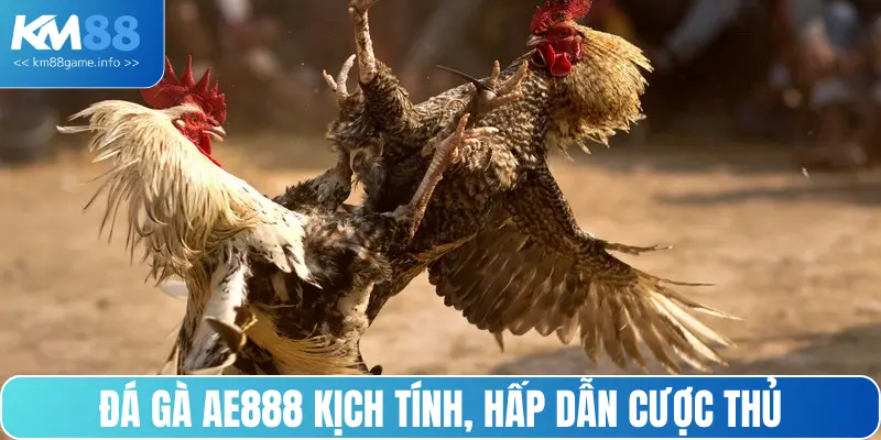Đá gà AE888 kịch tính, hấp dẫn cược thủ