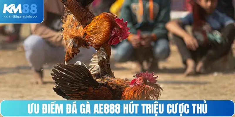 Ưu điểm đá gà AE888 hút triệu cược thủ