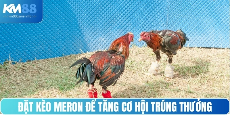 Đặt kèo Meron để tăng cơ hội trúng thưởng