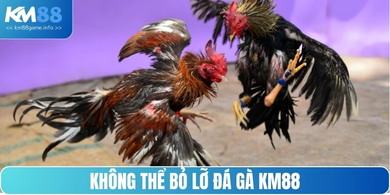 Không thể bỏ lỡ đá gà KM88